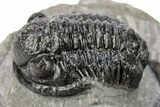 Detailed Gerastos Trilobite Fossil - Morocco #242769-3